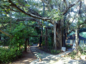 Auroville.jpg